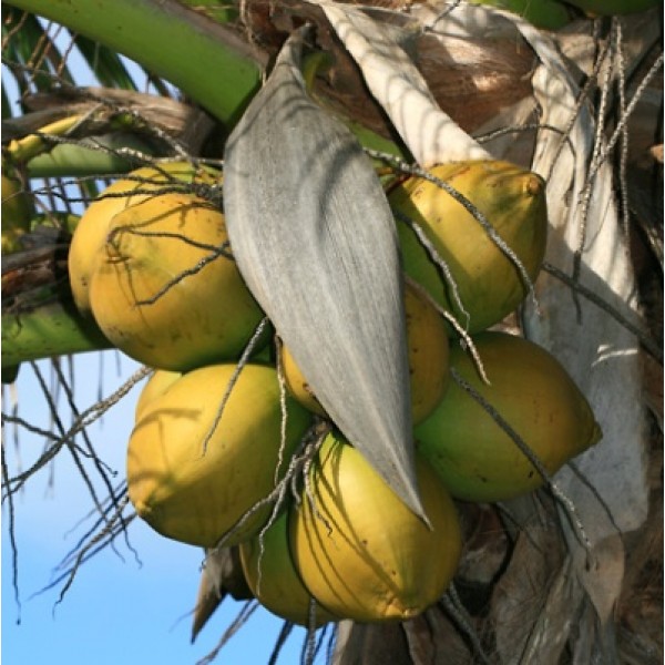 Coconut Golden Plant - Nariyal Plant